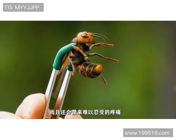 黄蜂的生物特征、生态习性及其在自然界中的重要作用分析 黄蜂的生物特征、生态习性及其在自然界中的重要作用分析